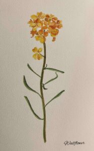 Painting of Small Yellow Flowers With Stem